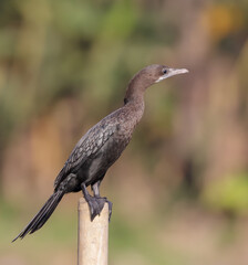 The little cormorant is a member of the cormorant family of seabirds.