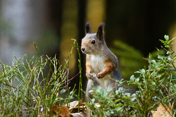 Eurasian red squirrel, Sciurus vulgaris standing in the middle of forest shrubs in Estonian boreal forest.