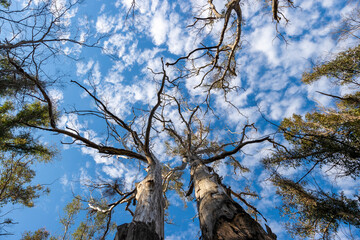 Photograph looking up to the blue sky through large bushfire affected trees