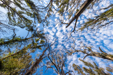 Photograph looking up to the blue sky through large bushfire affected trees