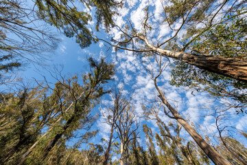 Photograph looking up to the blue sky through large bushfire affected trees