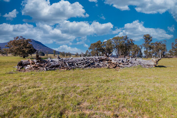 Photograph of a large pile of dead trees in an agricultural field in a valley