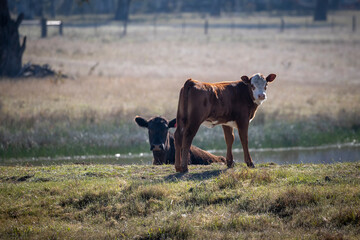 Photograph of Cows grazing on grass in a large green agricultural field near trees