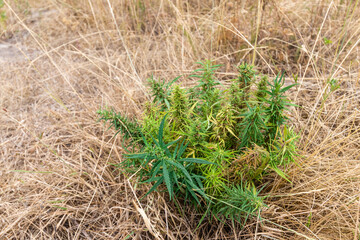 The top of a cannabis bush against the background of dried grass