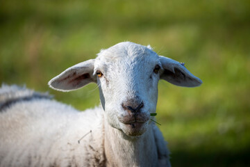 Photograph of white sheep grazing on grass in a large green agricultural field