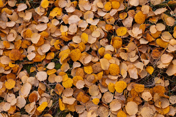 A carpet of fallen colorful Silver birch, Betula pendula leaves covering the ground during autumn foliage. 