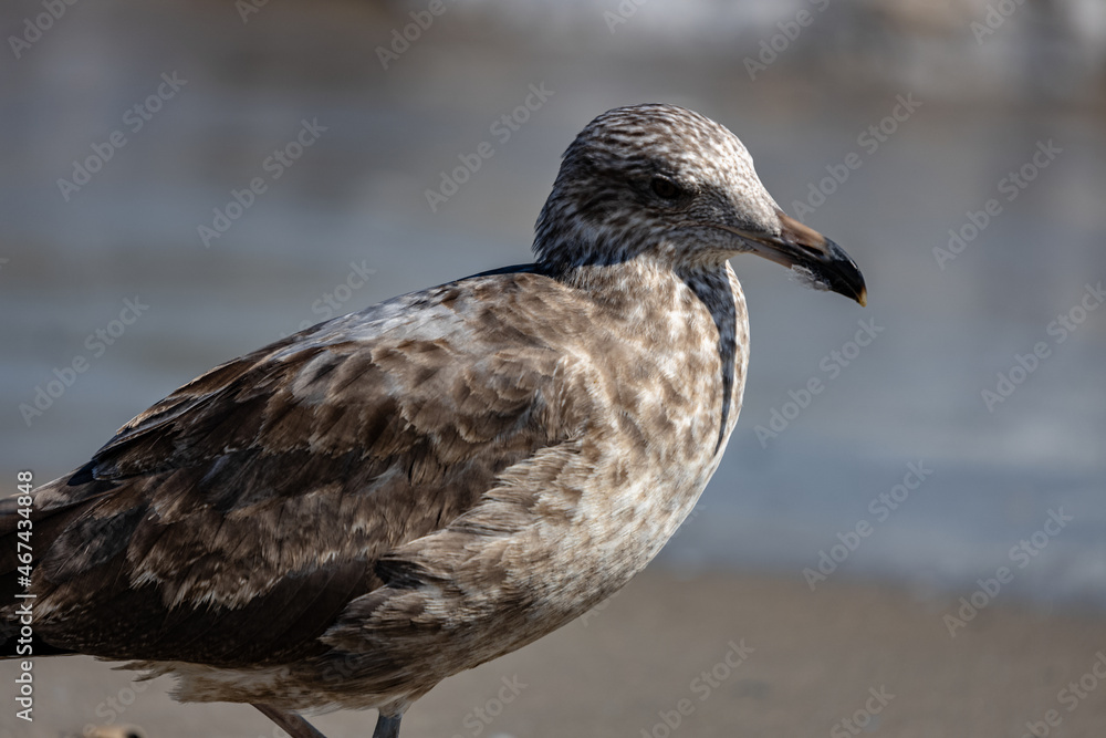 Canvas Prints Seagull on a seaside in Beach 67 Rockaway in New York, USA