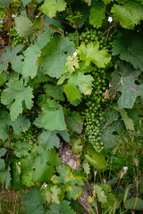 Young bunches of Riesling. Growing cycle and maturation of the vine. Rheinhessen, Germany. Vertical...