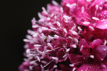 asclepias o milkweed rosadas , foto macro con agua de rocio 