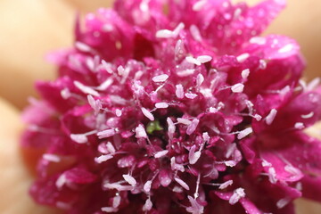 asclepias o milkweed rosadas , foto macro con agua de rocio 