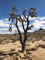 Fototapeta na wymiar Cactus in Las Vegas