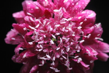 asclepias o milkweed rosadas , foto macro con agua de rocio 