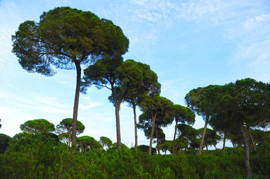 Pinar de la Algaida y marismas de Bonanza al atardecer en el Parque Natural de Doñana cerca de Sanlúcar de Barrameda, provincia de Cádiz, España