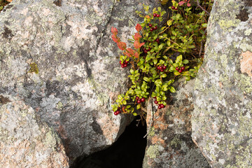 Lingonberry, Vaccinium vitis-idaea growing on a rock in Northern Finland. 
