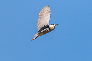 A Black-crown Night Heron with long white head plumes ascending in flight against a blue sky.
