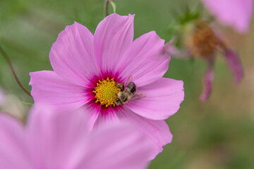 Obraz premium Busy Bee in a Pink Cosmos flower