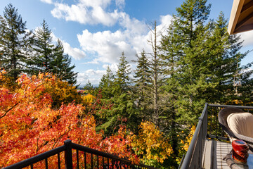 Beautiful wide landscape vista with tall evergreens and bright orange and gold vivid autumn leaves with a hint of an inviting porch scene on a blue sky sunny day.
