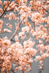 spring, tree, blossom, cherry, flower, nature, branch, bloom, pink, sky, flowers, blooming, plant, season, garden, white, beauty, cherry blossom, japan, petal, bud, beautiful, flowering, flora