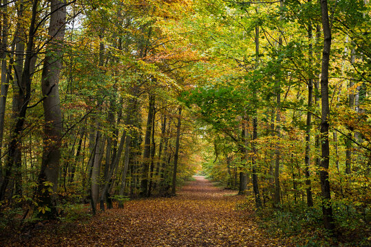 View of beautiful trees in autumnal forest