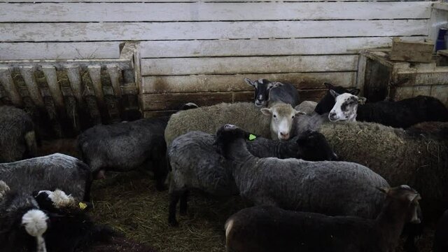 Some sheep standing and chewing hay. Bleating one.