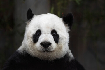 Portrait of sweet panda in Thailand