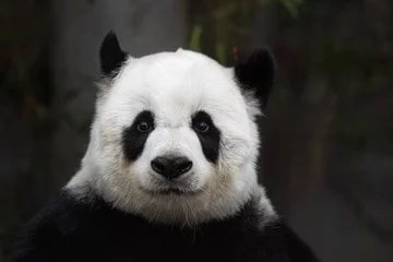 Foto op Plexiglas Portrait of sweet panda in Thailand © foreverhappy