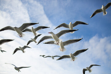 A flock of seagulls soaring in the blue sky. Gulls flying high in cloudless sky