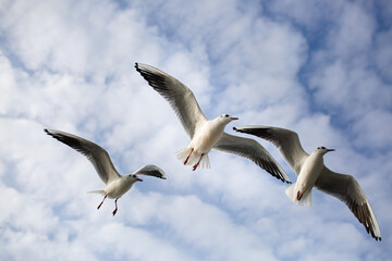 Three seagulls soaring in the blue sky. Gulls flying high in cloudless sky