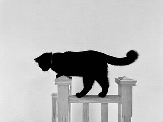 black and white cat