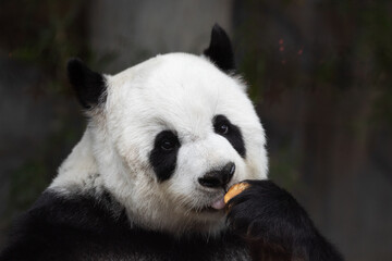 Obraz na płótnie Canvas Close up Fluffy Panda Eating Carrot