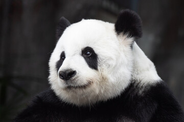 Portrait of a sweet Panda, Lin Hui, Thailand