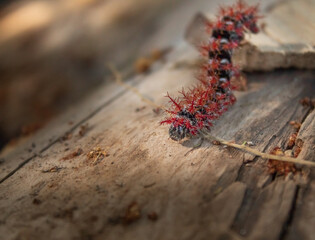 Ormiscodes cinnamomea Oruga