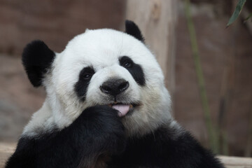 Funny Post of a cute Panda , Lin Hui ,  Chiangmai Zoo, Thailand