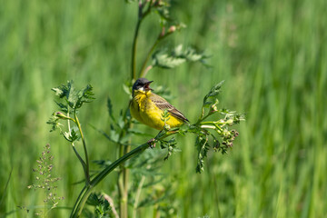 Yellow wagtail on a branch