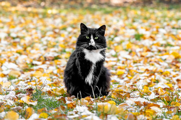 Cute black and white large domestic cat with green eyes sitting in the fallen autumn leaves outdoors