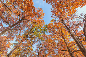 Colorful oak leaves.