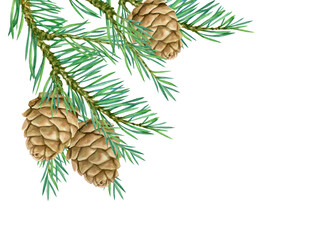 Watercolor fir branches with cones on isolated white background for your design. Merry Christmas, Happy New Year