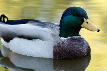 Close up of Mallard duck swimming in a lake - Anas Platyrhynchos