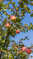 Apple tree fruits close-up on the background of leaves in summer