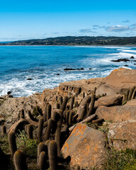 Vertical view of Punta de Lobos beach with its cactus vegetation on a sunny day.