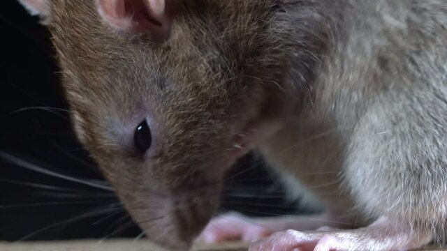 wanderratte auf einem Holzbalken, mehrere szenen mit dynamischer kamera, rattus norvegicus