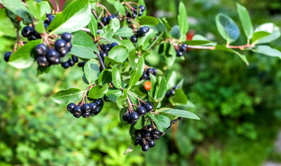 Bunches of black chokeberry closeup on green background autumn
