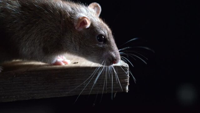 Wanderratte &ndash; rattus norvegicus - als close up vor schwarzem Hintergrund, Ratte putzt sich, Ratte schn&uuml;ffelt, mehrere Szenen