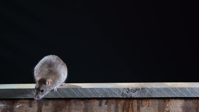 Wanderratte &ndash; rattus norvegicus - geht &uuml;ber einen Holzbalken, schwarzer Hintergrund, mehrere Szenen