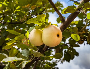 Apple tree fruits close-up on the background of leaves in summer