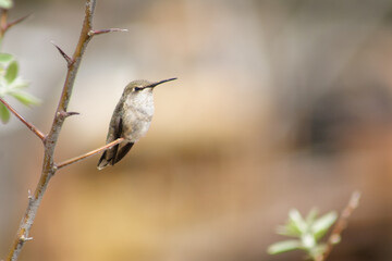 Humming bird perched on an olive tree branch.