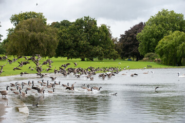 Geese flying and landing together with a lot of water splashing into a lake