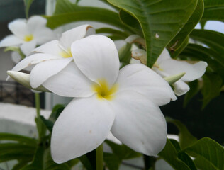Fototapeta premium white frangipani flower blooming in the garden, nature photography, floral gardening background