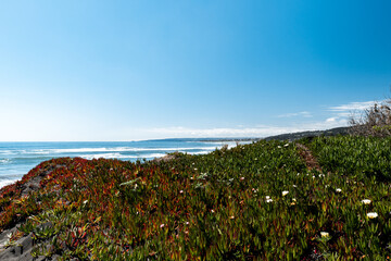 Panoramic view of the vegetation on the beach of pichilemu on a sunny day.