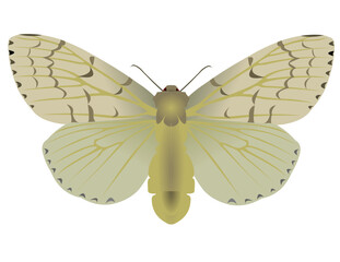 butterfly isolated on white
